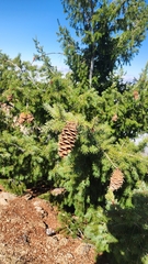 Pseudotsuga macrocarpa, photograph author not stated, no rights reserved
