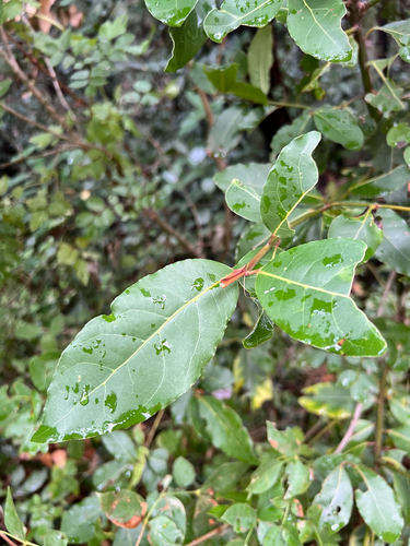 Bay laurel