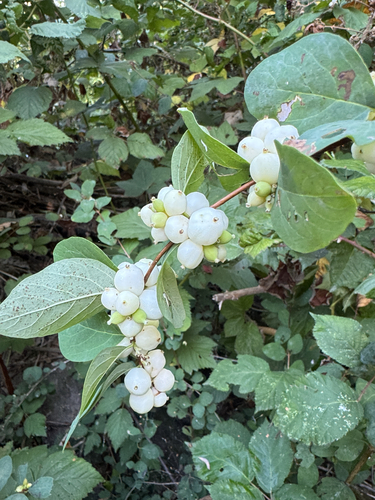 Common Snowberry
