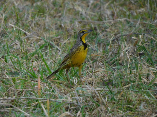 Yellow-throated Longclaw