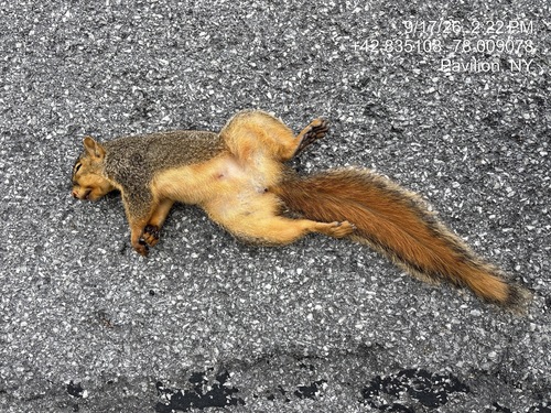 Eastern Fox Squirrel