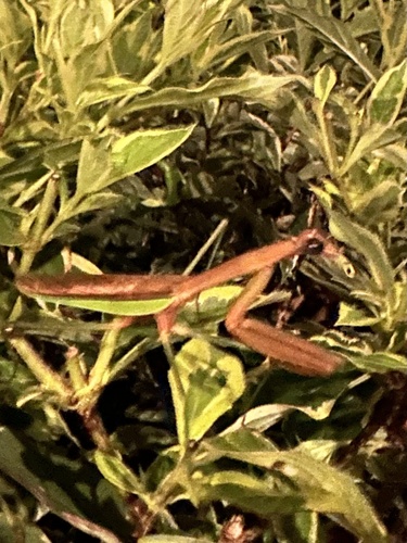 Chinese Mantis