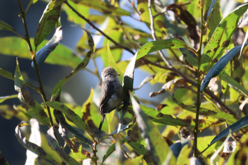 Bushtit