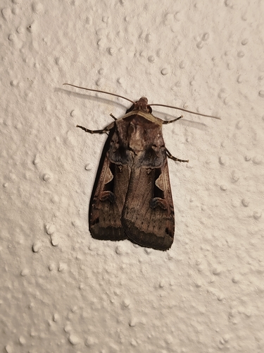 Setaceous Hebrew Character