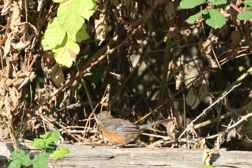 Spotted Towhee