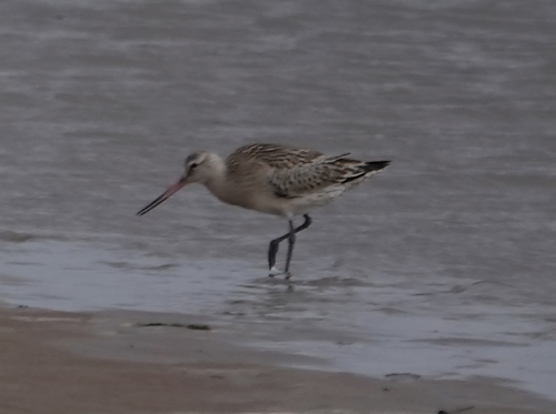 Bar-tailed Godwit