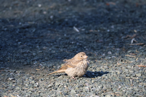 House Finch