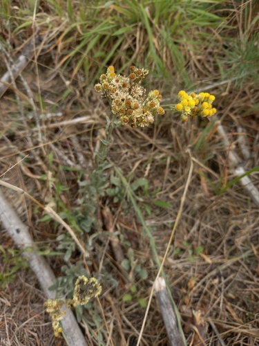 Helichrysum arenarium, photograph 6