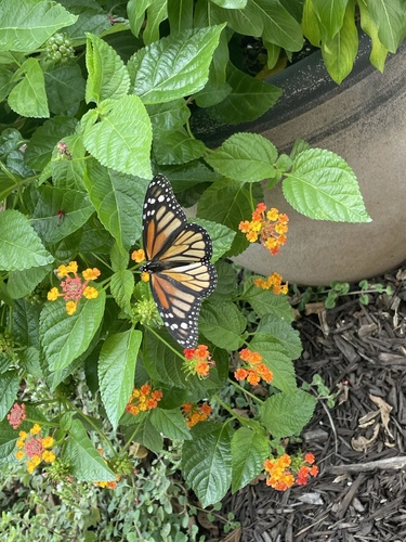 Monarch