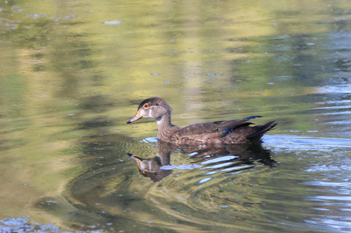 Wood Duck