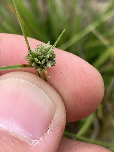 Great Plains Flatsedge