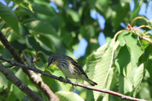 Yellow-rumped Warbler