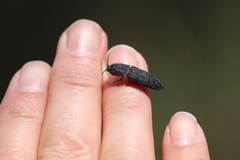 Lacon punctatus