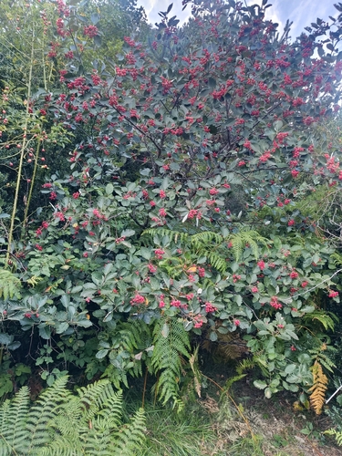 Mougeot's Whitebeam