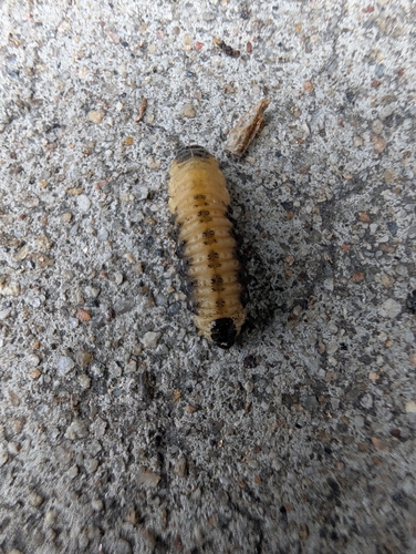 Dotted Paropsine Leaf Beetle
