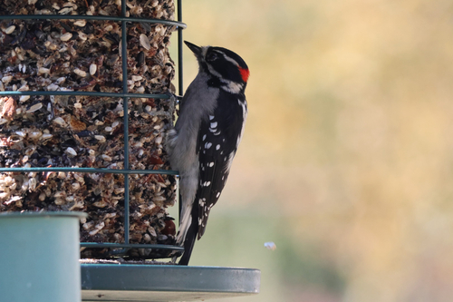Downy Woodpecker