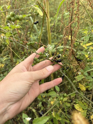 eastern black nightshade