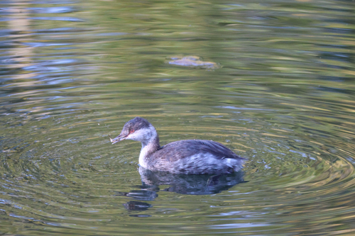 Horned Grebe