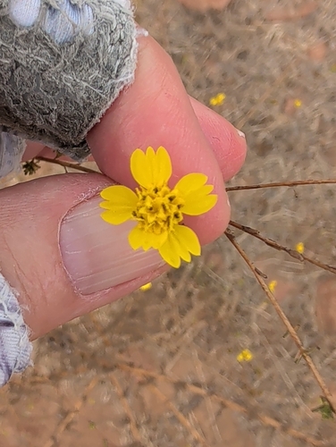 graceful tarplant