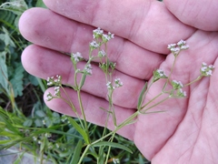 Valerianella dentata