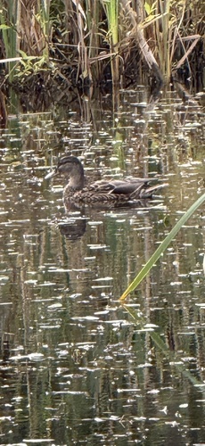 Mallard