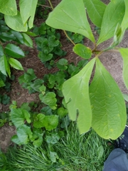 Sassafras albidum