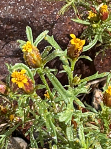 Dyssodia papposa, photograph 5