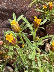 Dyssodia papposa, photograph (c) Bob, some rights reserved (CC BY)