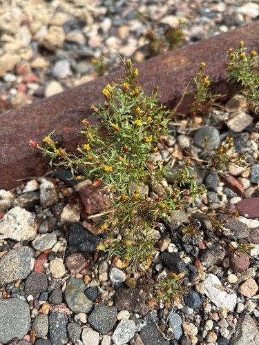 Dyssodia papposa, photograph 4