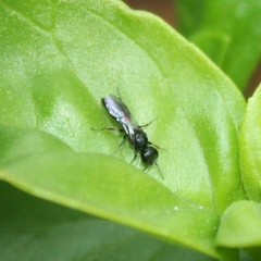 Passaloecus
