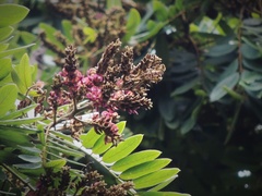 Lonchocarpus rugosus