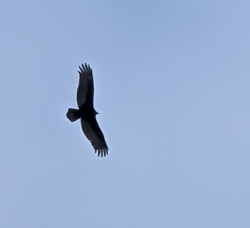 Turkey Vulture