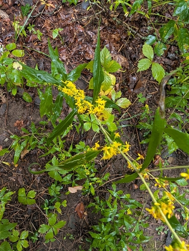 bluestem goldenrod