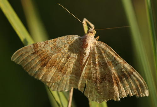 Yellow Shell Moth