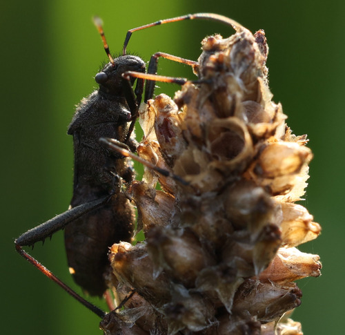 ant bug