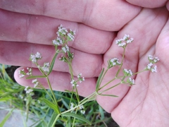 Valerianella dentata