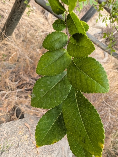 Chinese elm