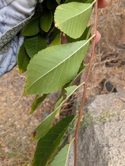 (c) Millie Basden, some rights reserved (CC BY) Ulmus parvifolia, photograph (c) Millie Basden, some rights reserved (CC BY)