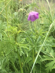 Geranium oreganum