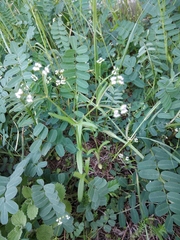 Valerianella dentata