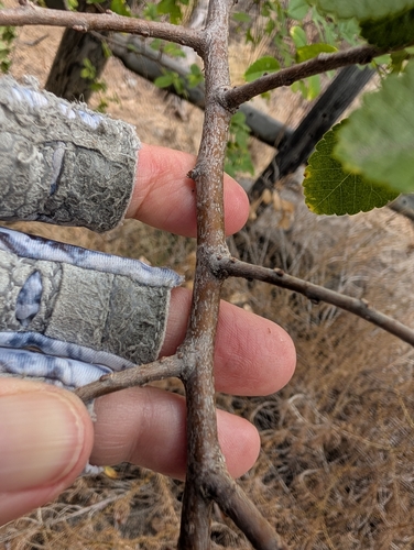 Ulmus parvifolia, photograph 3