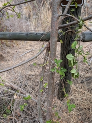 (c) Millie Basden, some rights reserved (CC BY) Ulmus parvifolia, photograph (c) Millie Basden, some rights reserved (CC BY)