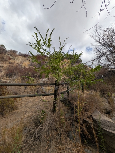 Ulmus parvifolia, photograph 5