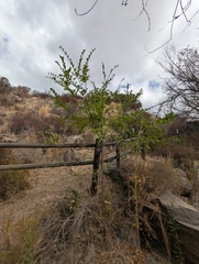 (c) Millie Basden, some rights reserved (CC BY) Ulmus parvifolia, photograph (c) Millie Basden, some rights reserved (CC BY)