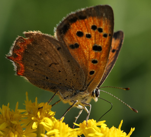Small Copper