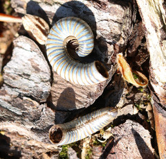 Cylindroiulus londinensis