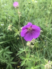 Geranium oreganum