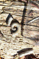 Cylindroiulus londinensis