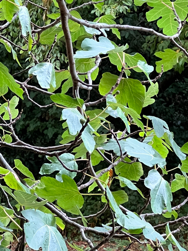 common fig
