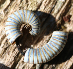 Cylindroiulus londinensis